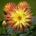 69 Blume_DDB6046 Kopie